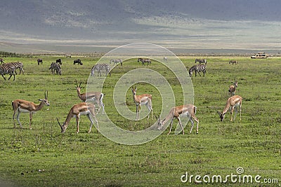Antelope Impala in Tanzania Stock Photo