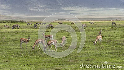 Antelope Impala in Tanzania Stock Photo