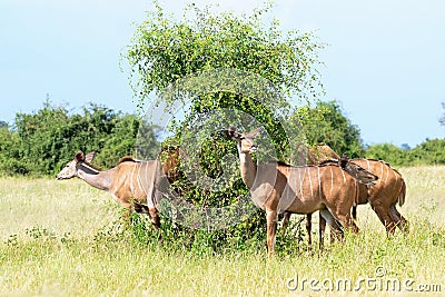 Antelope kudu Stock Photo