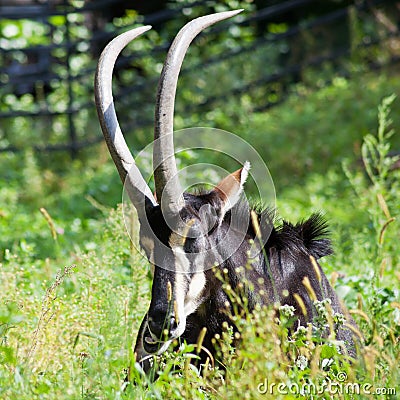 Antelope lying in green grass Stock Photo