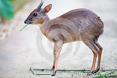 Antelope neotragus pygmaeus in the natural wildlife Stock Photo
