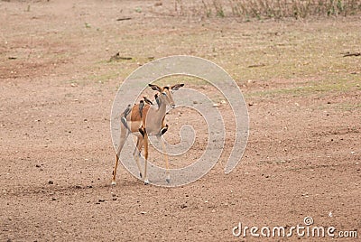 Antelope and oxpeckers Stock Photo