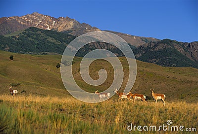 Antelope on Prairie Stock Photo