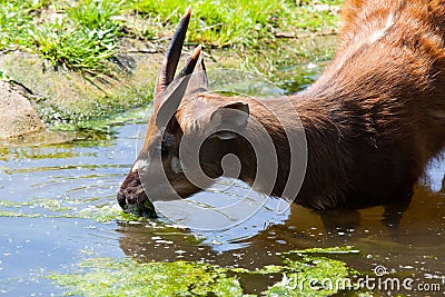 Antelope Sitatunga eats water algae Stock Photo
