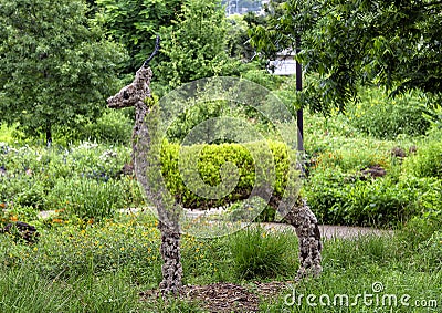 Antelope topiary on display at the Fort Worth Botanic Garden, Texas. Editorial Stock Photo