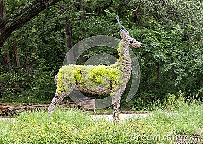 Antelope topiary on display at the Fort Worth Botanic Garden, Texas. Editorial Stock Photo