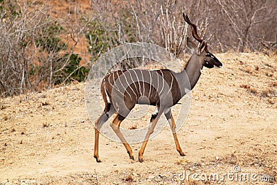 Antelope Tragelaphus Imberbis - Safari Kenya Stock Photo