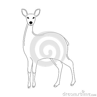 Antelope , vector illustration, lining draw,front Vector Illustration