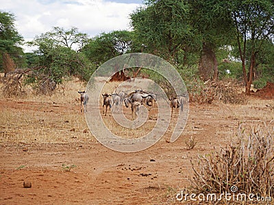 Antelope wildebeest close-u on Tarangiri safari - Ngorongoro Stock Photo