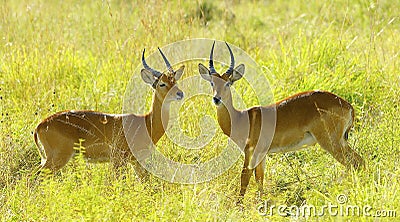 Antelopes fight in the field Stock Photo