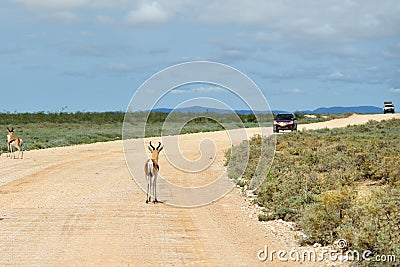 Antelopes springbok, Etosha, Namibia Stock Photo