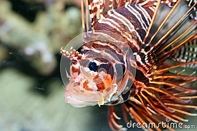 Antenna fire fish (Pterois antennata) Stock Photo