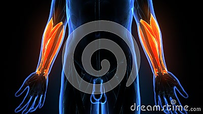 3d rendered muscle illustration of the flexion auditorium superficiality Stock Photo