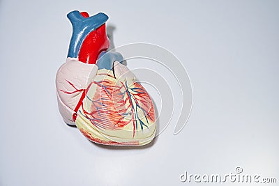 Anterior face of the human heart with coronary arteries Stock Photo