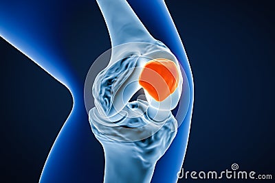 Anterior or front close-up view of the patella or knee cap bone 3D rendering illustration. Human skeletal anatomy, knee joint, Cartoon Illustration