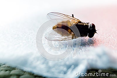 Anterior posterior of fly Stock Photo