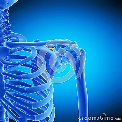 The anterior transverse ligament Cartoon Illustration