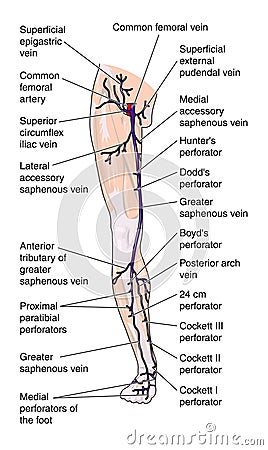 Anterior veins of the leg Vector Illustration