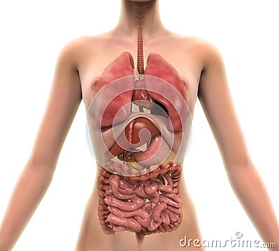 Anterior View of Human Body Stock Photo