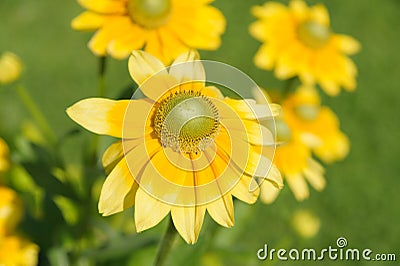 Anthemis tinctoria Stock Photo