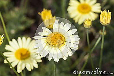 Anthemis tinctoria `E C Buxton` Stock Photo