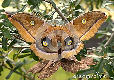 Antheraea polyphemus, the Polyphemus moth, is a North American member of the family Saturniidae, giant silk moth Stock Photo