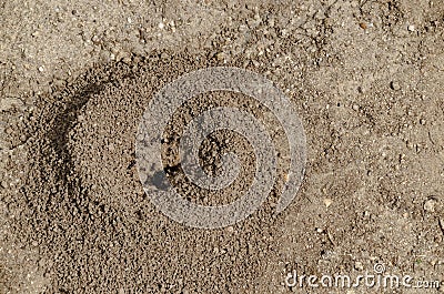 Anthill into the earth among soil and plants, ant house, mountain Plana Stock Photo