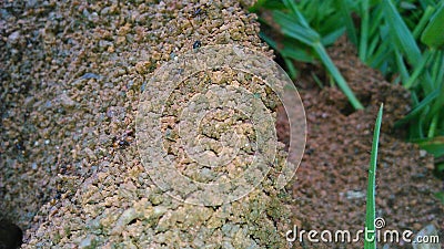 Anthill - Hormiguero Stock Photo