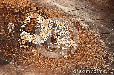 Anthill of yellow meadow ant. Ants with a lot of big eggs Stock Photo