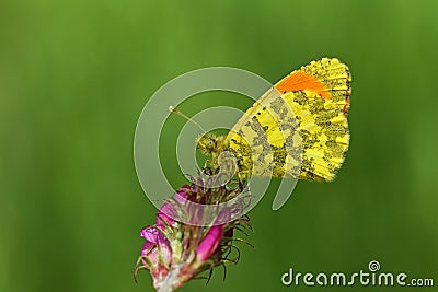 Anthocharis damone , The eastern orange tip butterfly on flower Stock Photo