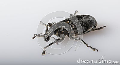 Anthonomus pomorum black-winged beetle. Pest, destroys the harvest of the sheep Stock Photo