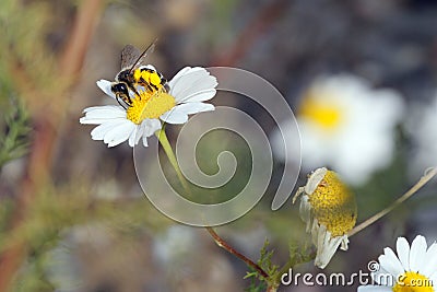 Anthophila bee carrying pollen in pollen basket Stock Photo