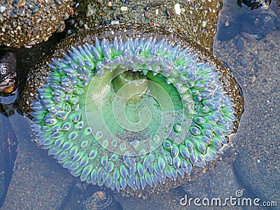 Tidal animals and Anthopleura xanthogrammica is giant green anemone, species of intertidal sea anemone of the family Actiniidae. Stock Photo