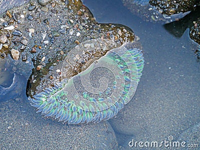 Tidal animals and Anthopleura xanthogrammica is giant green anemone, species of intertidal sea anemone of the family Actiniidae. Stock Photo