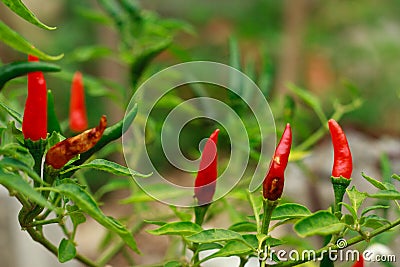 Anthracnose disease in chili Will result with biological pests and physiological disorders wilt disease caused Stock Photo