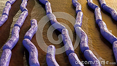 Anthrax is a disease caused by the Bacillus anthracis Stock Photo