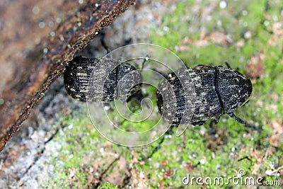 Anthribus nebulosus on wood, macro photo. Stock Photo