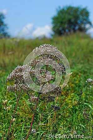 Anthriscus or Chervil is a common plant genus of the family Apia Stock Photo