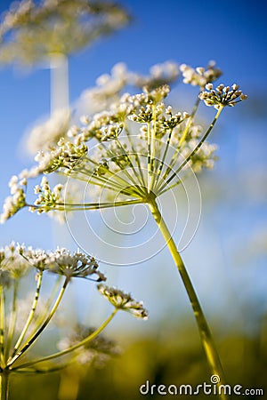 Anthriscus sylvestris Stock Photo