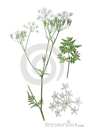 Anthriscus sylvestris Stock Photo