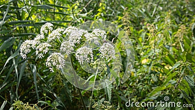 Anthriscus Sylvestris or Cow Parsley. White wild flowering plant. Stock Photo