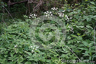 Anthriscus sylvestris is a herbaceous biennial or short-lived perennial plant in the family Apiaceae, Umbelliferae. Stock Photo