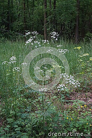 Anthriscus sylvestris is a herbaceous biennial or short-lived perennial plant in the family Apiaceae, Umbelliferae Stock Photo