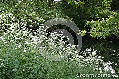 Anthriscus sylvestris is a herbaceous biennial or short-lived perennial plant in the family Apiaceae, Umbelliferae.Berlin Stock Photo