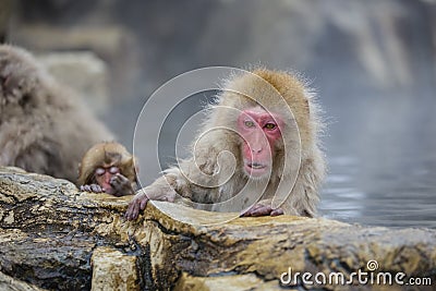 Anthropomorphism: Snow Monkey Turmoil Stock Photo