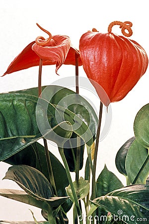 Anthurium andraeanum flower Stock Photo