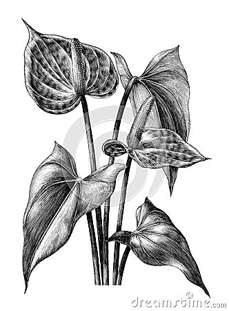 Anthurium botanical vintage engraving illustration clip art isolated on white background Cartoon Illustration
