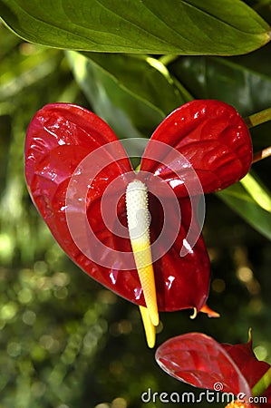 Anthurium in Brilliant Red Stock Photo