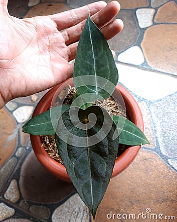 Anthurium forgetti dark form Stock Photo