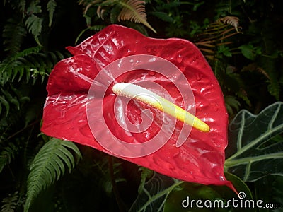 Red Anthurium Stock Photo